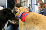 Paws Your Stress: pups share love with students
