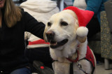 Puppy room helps students de-stress before holidays