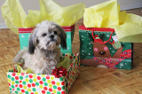 Holiday Pet Gifting