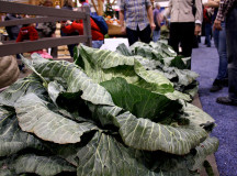 The prize winning cabbage. 