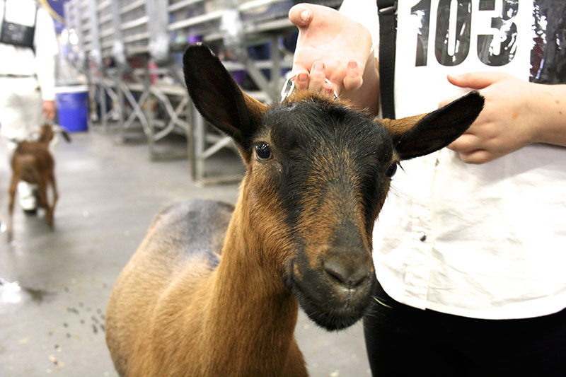 The 91st Royal Winter Fair