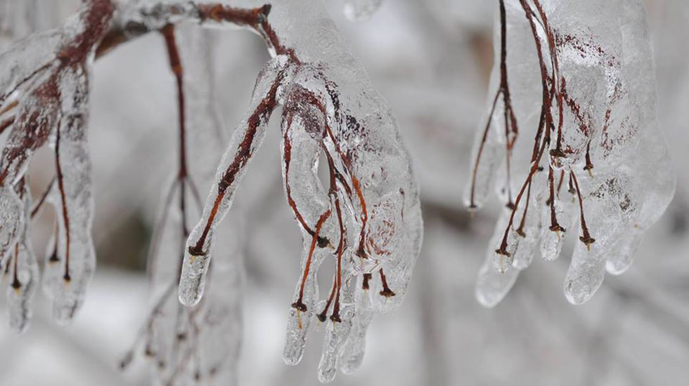 Student photography of the “Icepocalypse”