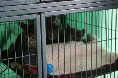 Kittens waiting for a home