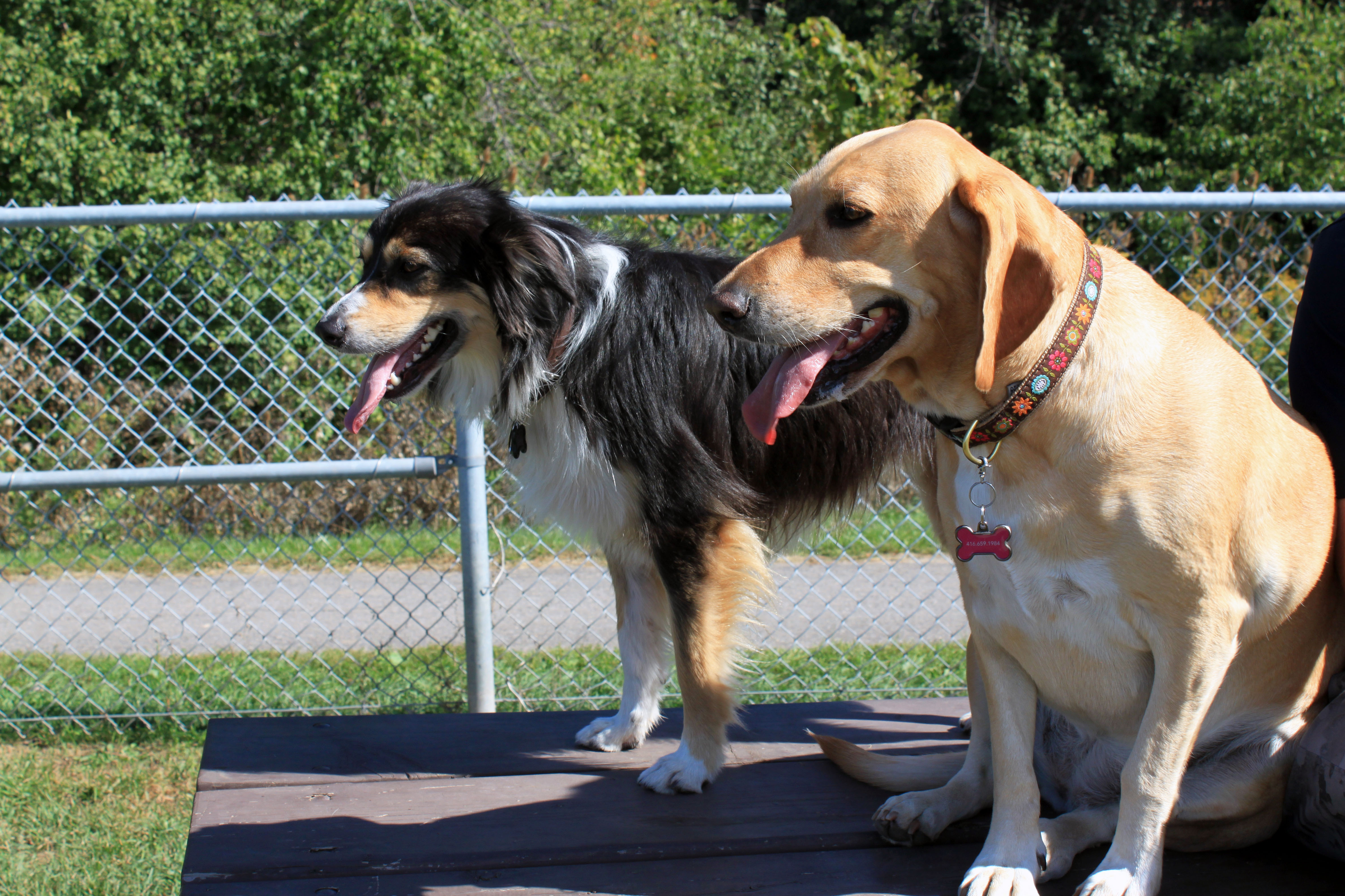  Strummer (right) with one of her friends enjoying the Kingsford leash-free dog park