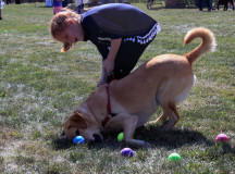 Baci and her owner are competing to win a prize. By collecting as many balls as they can, they might be able to win.  
