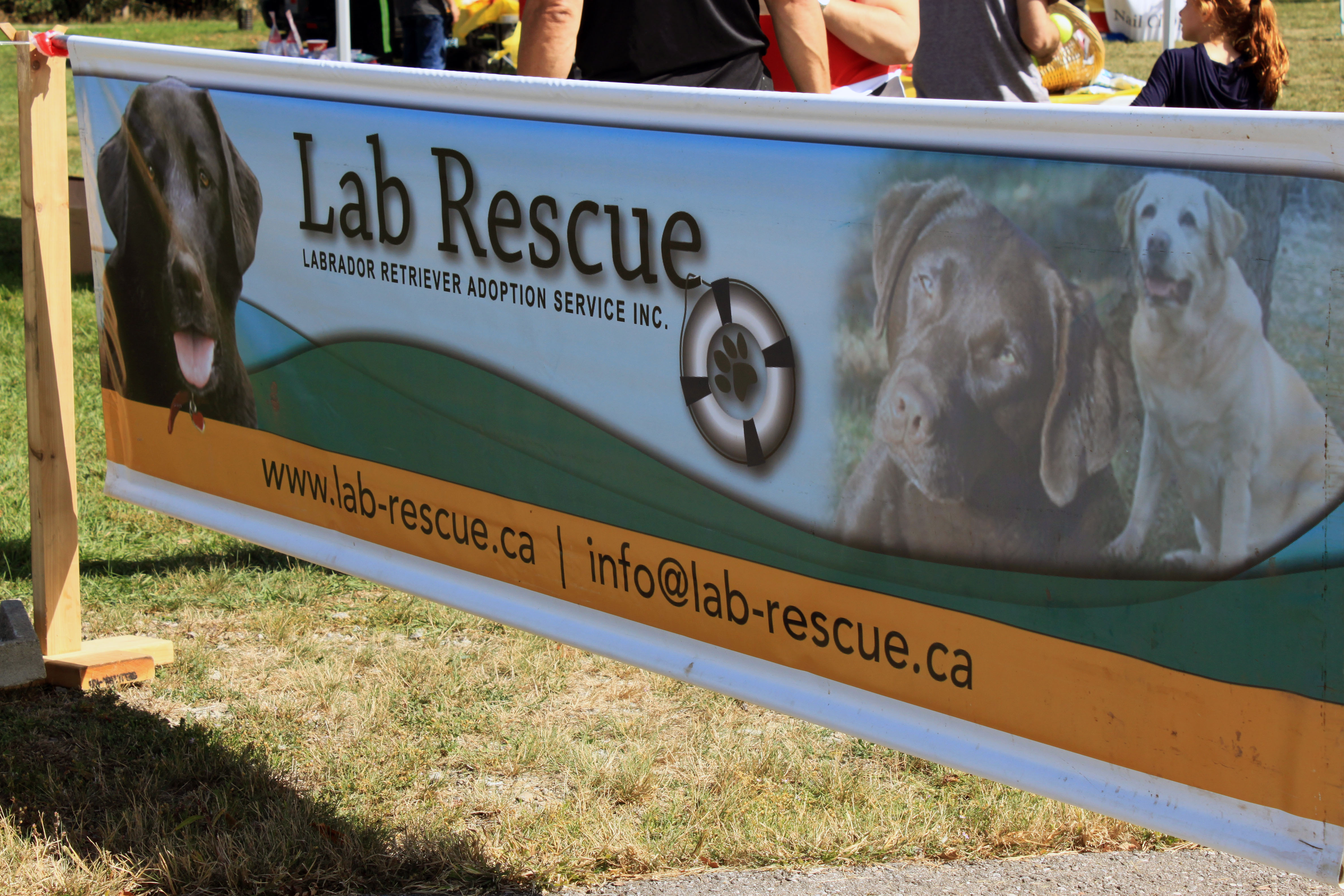 Labrapalooza takes over Kingsford Park