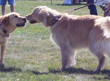 Baci (left) meets a new friend at the fundraiser while playing one of the games they had available for dogs. 
