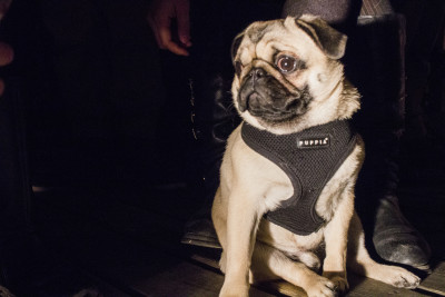 Helmut Newton, better known as Helmut the Pug, is the 7-month-old pup behind the Instagram hit clip, “Pugline Bling”.