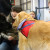 Paws Your Stress: pups share love with students