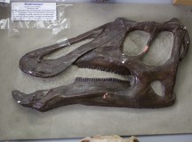 A fossilized dinosaur skull.
