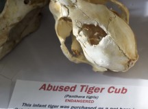 The skull of an abused tiger cub.