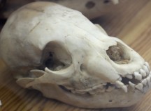 The skull of a black bear cub.