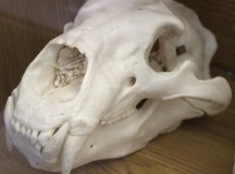 The skull of a grizzly bear.