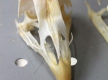 The skull of a chicken.